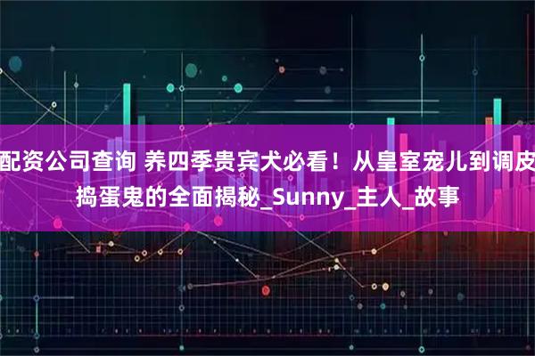 配资公司查询 养四季贵宾犬必看！从皇室宠儿到调皮捣蛋鬼的全面揭秘_Sunny_主人_故事